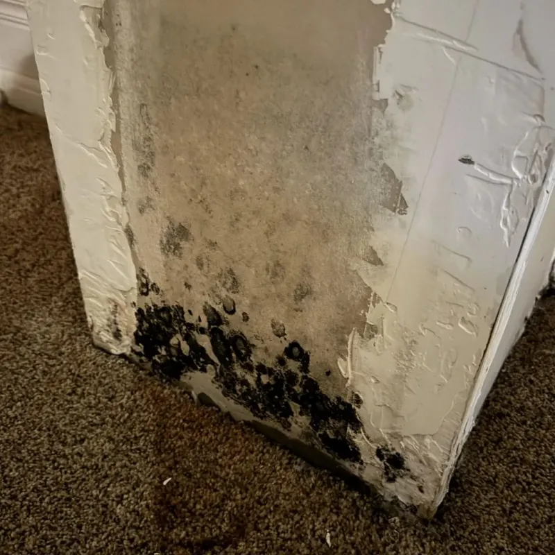 Professional Mold Removal in Telfair County, GA